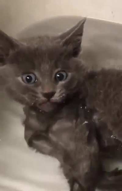 Mlem Mlem Mlem Mlem