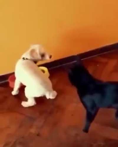 Cat bites dog's ass