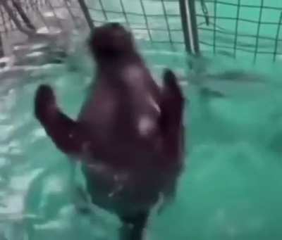 Seal Id?