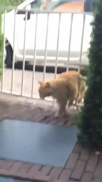 И это всё потому, что у кого-то слишком узкие двери...