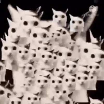 Horde