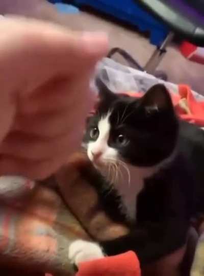 That's a cute pussy tbvh