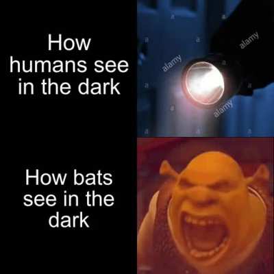 Echolocation time