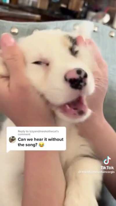 Lil’ puppy noises
