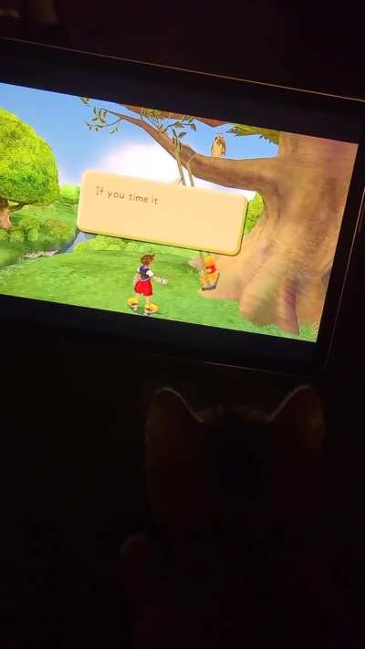 my kitten really liked this part of the video
