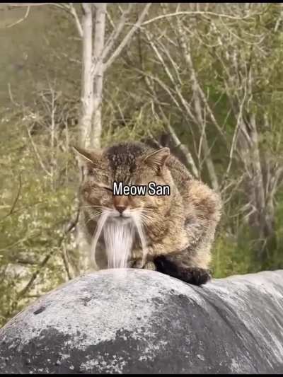 Meow san