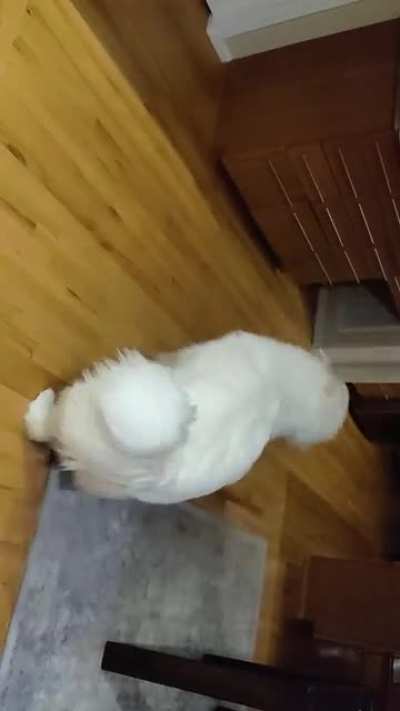 Puppy vs Roomba