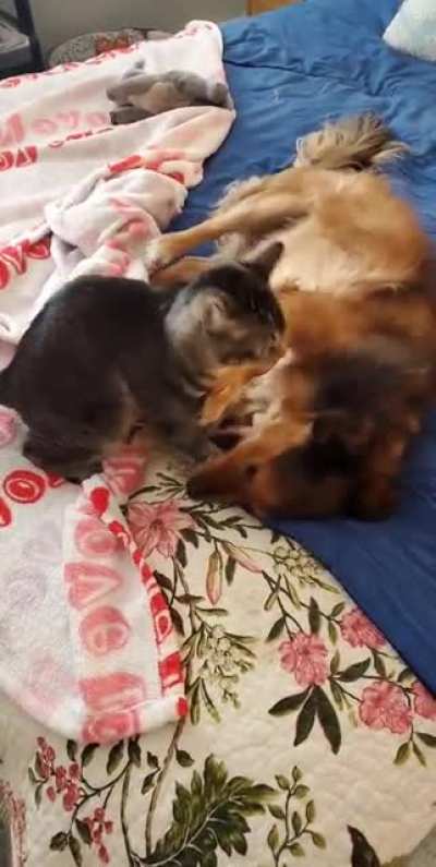 Morning playtime