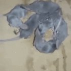 Möbius Rats