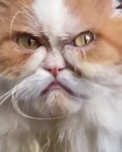 this poor cat