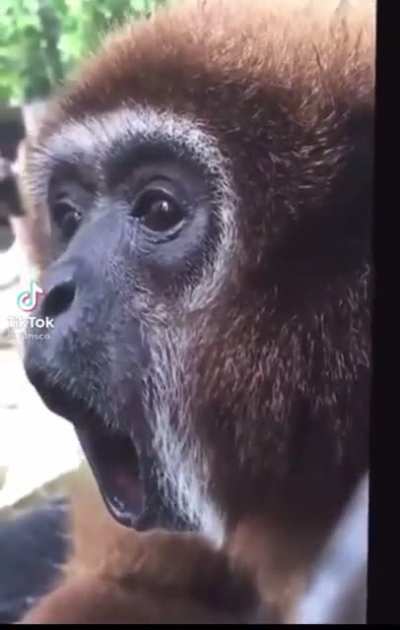 Monkey calls