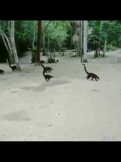 Jurassic Park