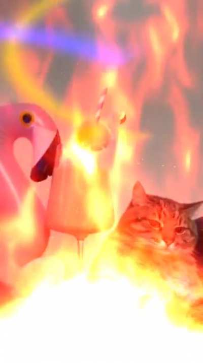 Moment of clarity cat meme