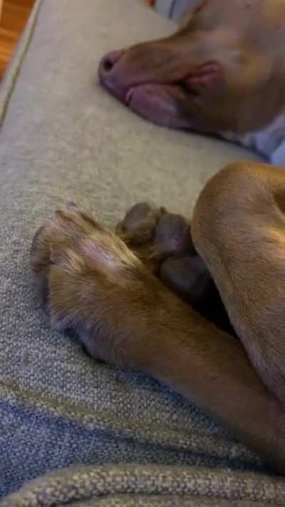 Whatcha think he’s dreaming about?