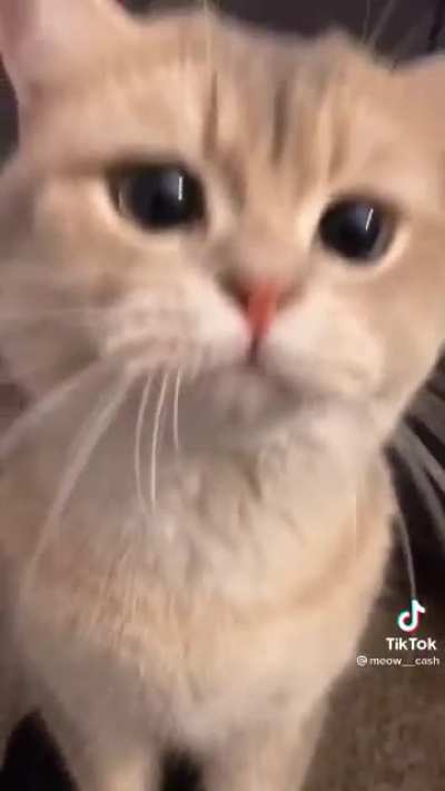 Cats are literally the best I'm I right?