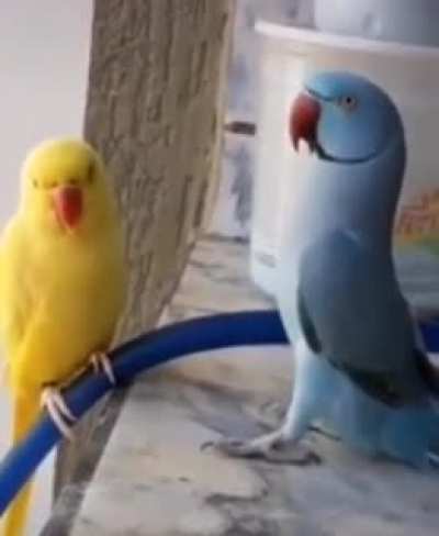 Pombo fofo 🥰