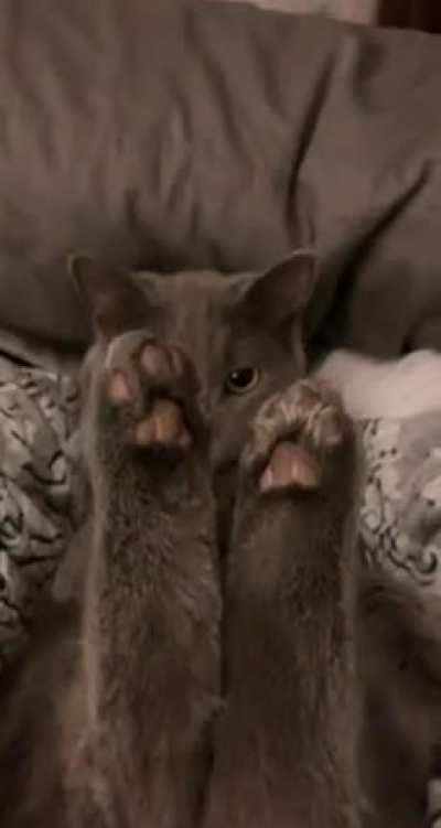 Котя недоволен
