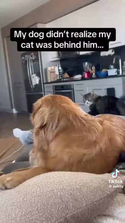 Doggo notices cat staring