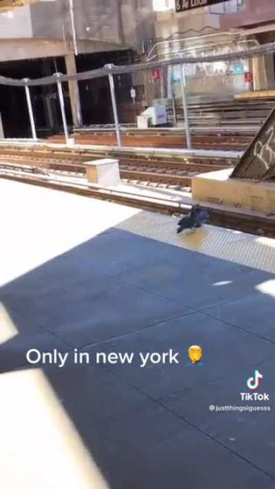 NYC Pigeons commit premeditated homicide
