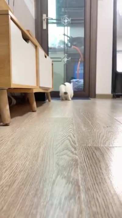 Cats can play fetch too