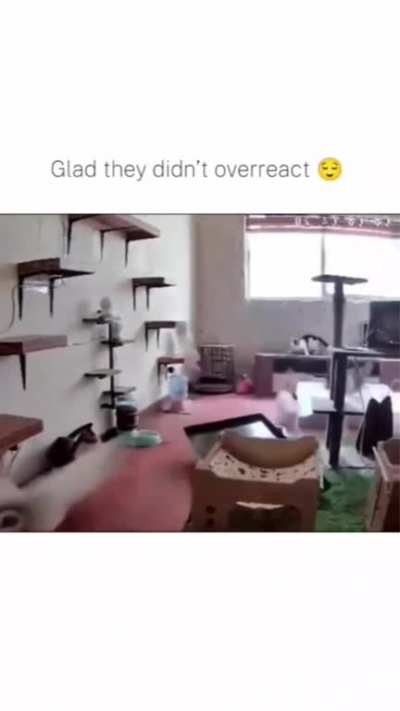 Solo se callo un gato