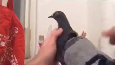 PIGEON