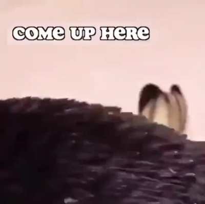 Give me the thing