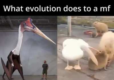 Pellican't