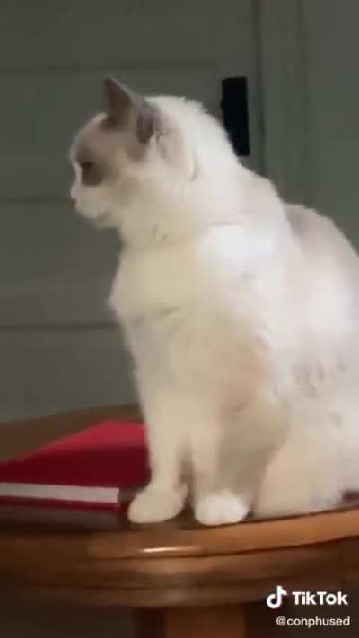 Bonk