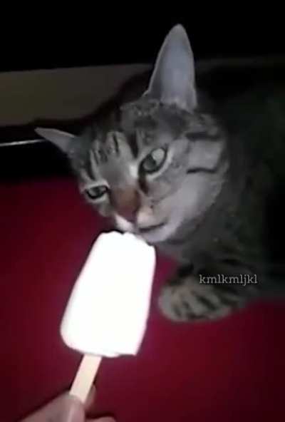 Brain freeze cat