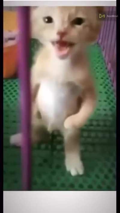 Upright Meowing kitten 