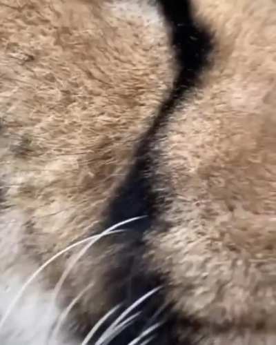 Booping a Cheetah's Tongue
