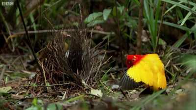This Bird's Mating Dance Will Seduce You
