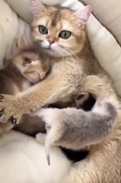 Кошкояжмать