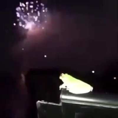 frog