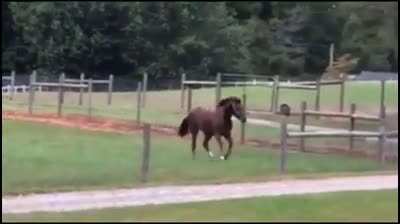 Horse do horse