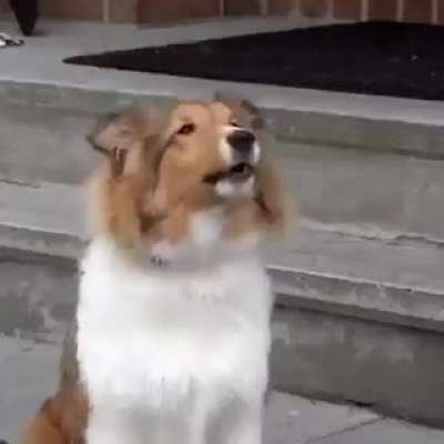 Having a dog but you have to leave the house for a bit...