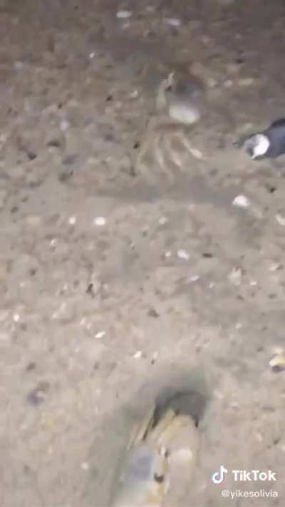 angry crab throws sand