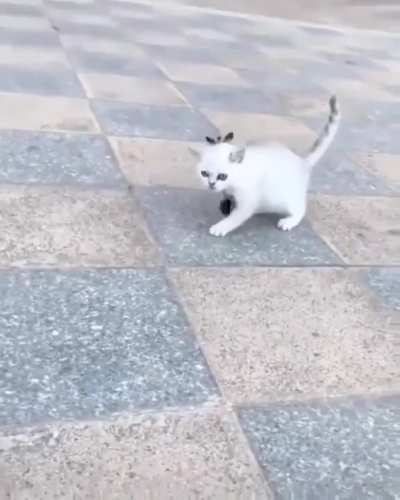 Sugar glider destroys hostile hitcat