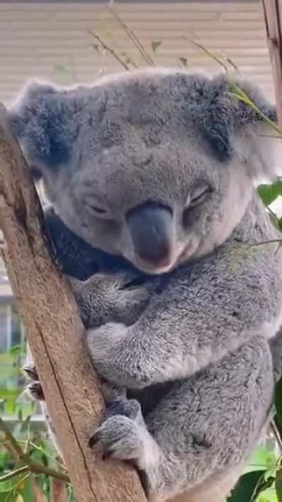 A mother's love is universal