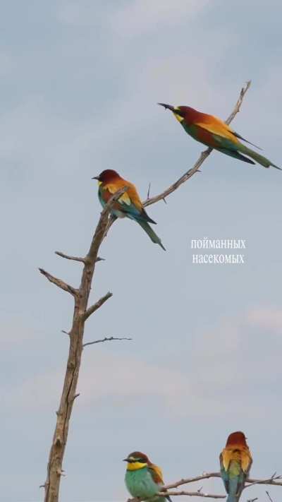 Красивые птицы