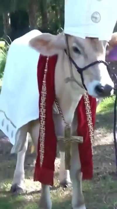 Hol' Cow