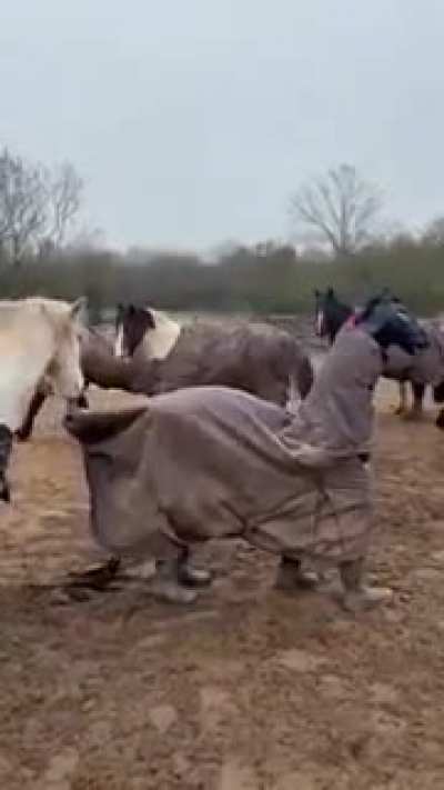 Fake Horse Hilarity!