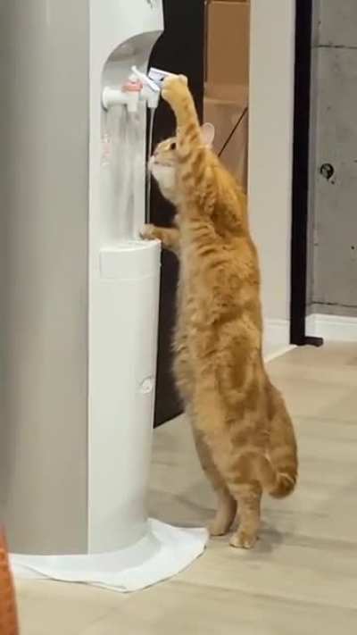 Smart cat