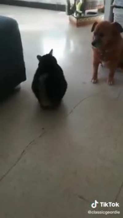 This cat's broken!