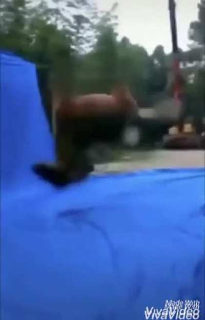 cursed_hors