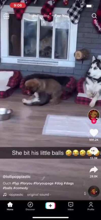 Teething isn’t good for balls (couldn’t save video direct)
