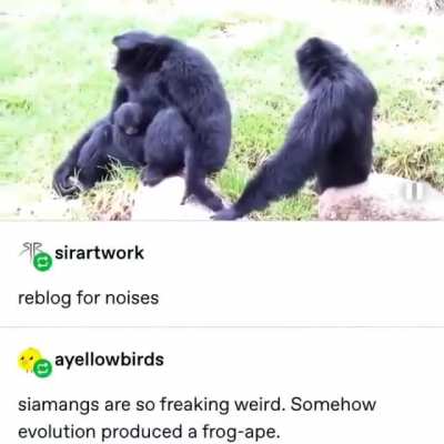 That’s the last sound I’d expect to come from an ape