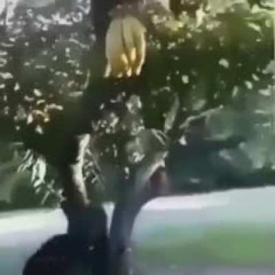 Plátano Torino 2