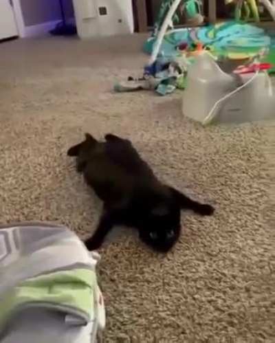 the spy cat